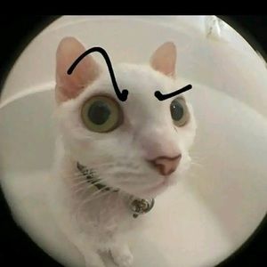 Meet your Posher, Caiden